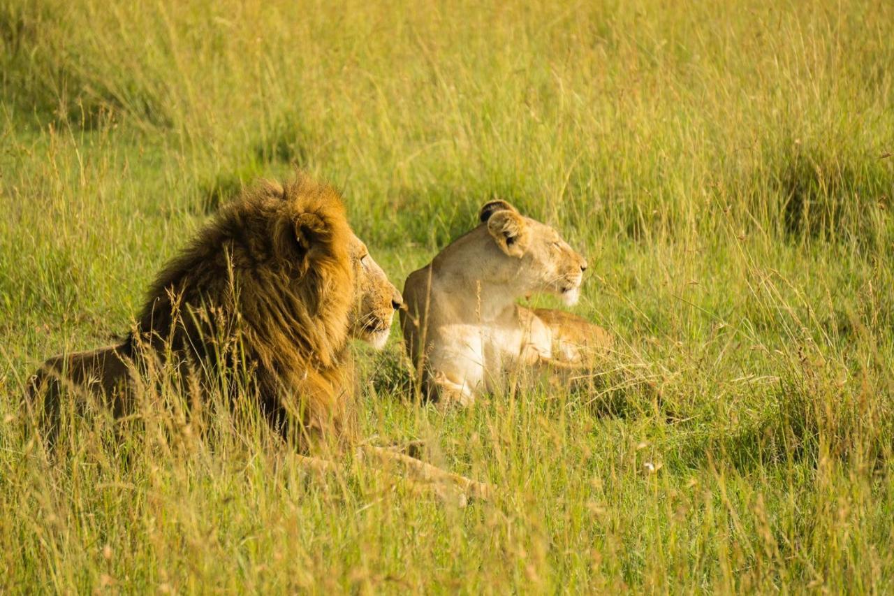 The Gir Harmony Hotel Sasan Gir Buitenkant foto